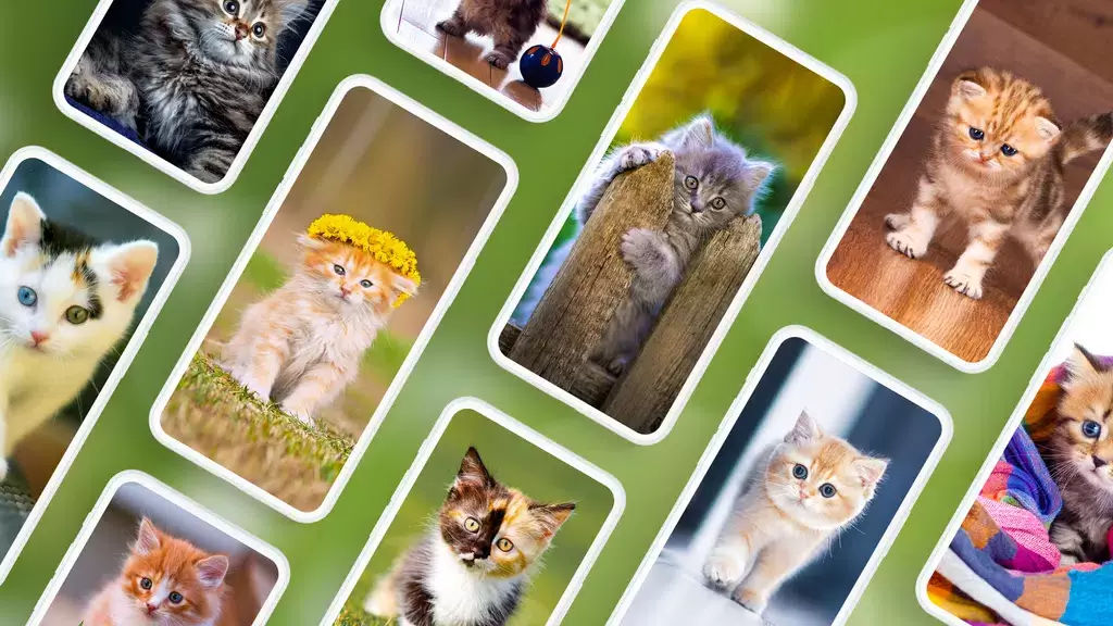 Cat Wallpapers & Cute Kittens ภาพหน้าจอ 0