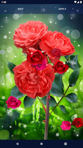 Red Rose Live Wallpaper স্ক্রিনশট 0