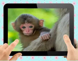 Baby Monkey Captura de tela 0