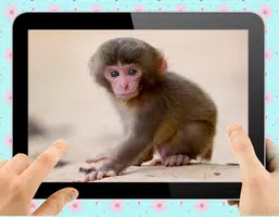 Baby Monkey Captura de tela 1