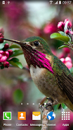 Hummingbirds Live Wallpaper Schermafbeelding 3