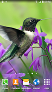 Hummingbirds Live Wallpaper ဖန်သားပြင်ဓာတ်ပုံ 1