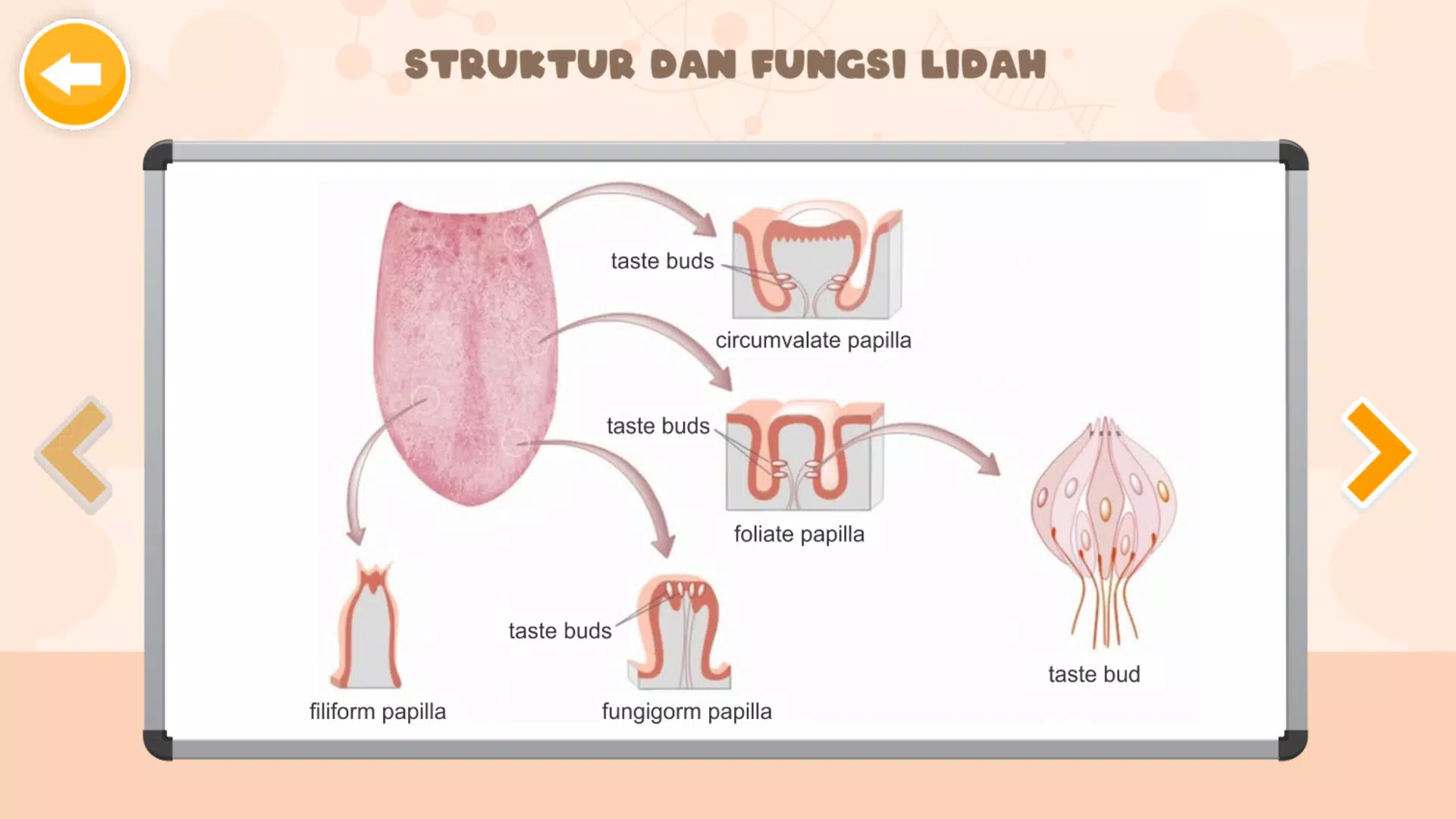 Sistem Indra Manusia Screenshot 3