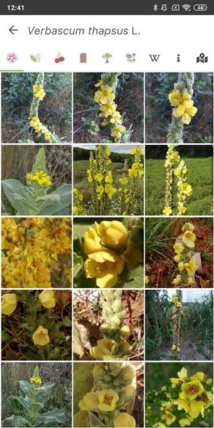 PlantNet Plant Identification 스크린샷 2