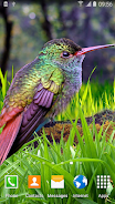 Hummingbirds Live Wallpaper Schermafbeelding 2