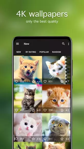 Cat Wallpapers & Cute Kittens Screenshot 1